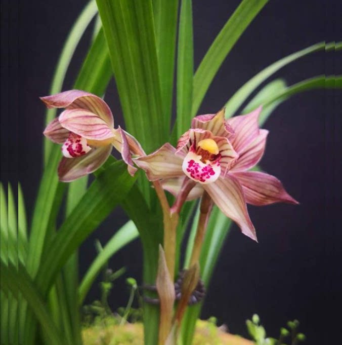 包邮当年开花老种春剑【邛州红荷】兰花苗阳台浓香花卉绿植盆栽