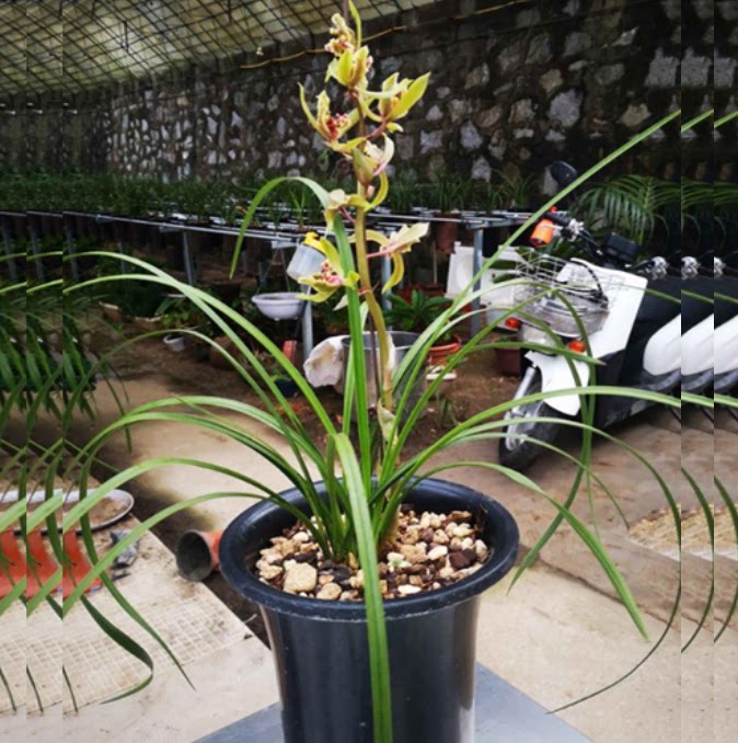 包邮当年开花自然老种蕙兰【大叠彩】兰花苗阳台浓香花卉绿植盆栽