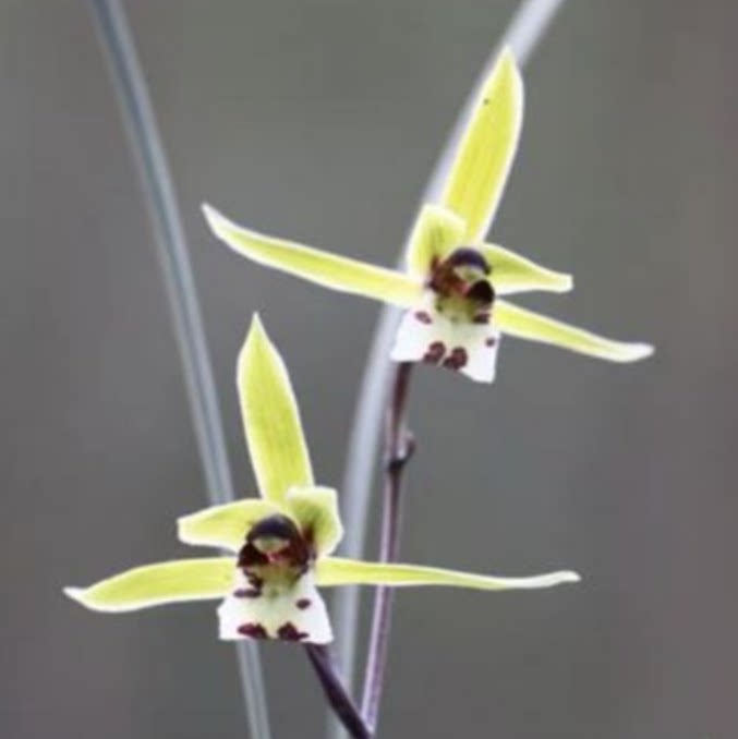 包邮当年开花自然老种寒兰【玉猫】兰花苗阳台浓香花卉绿植盆栽