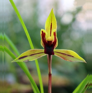 包邮当年开花自然老种春兰【包公魂】兰花苗阳台浓香花卉绿植盆栽
