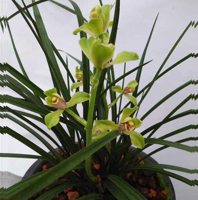 包邮当年开花自然老种蕙兰【老蜂巧】兰花苗阳台浓香花卉绿植盆栽