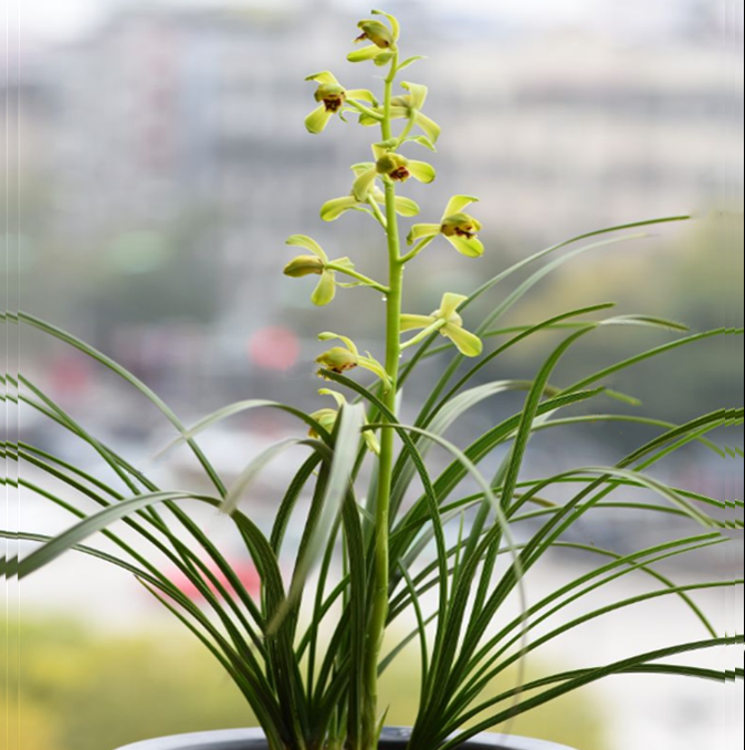 包邮当年开花自然老种蕙兰【刘梅】兰花苗阳台浓香花卉绿植盆栽