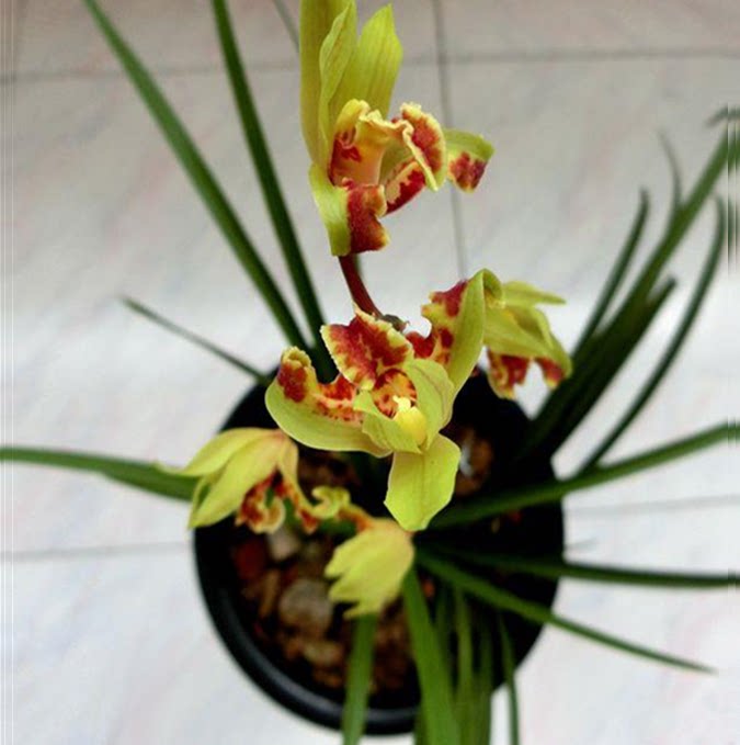 包邮当年开花自然老种蕙兰【红西施】兰花苗阳台浓香花卉绿植盆栽