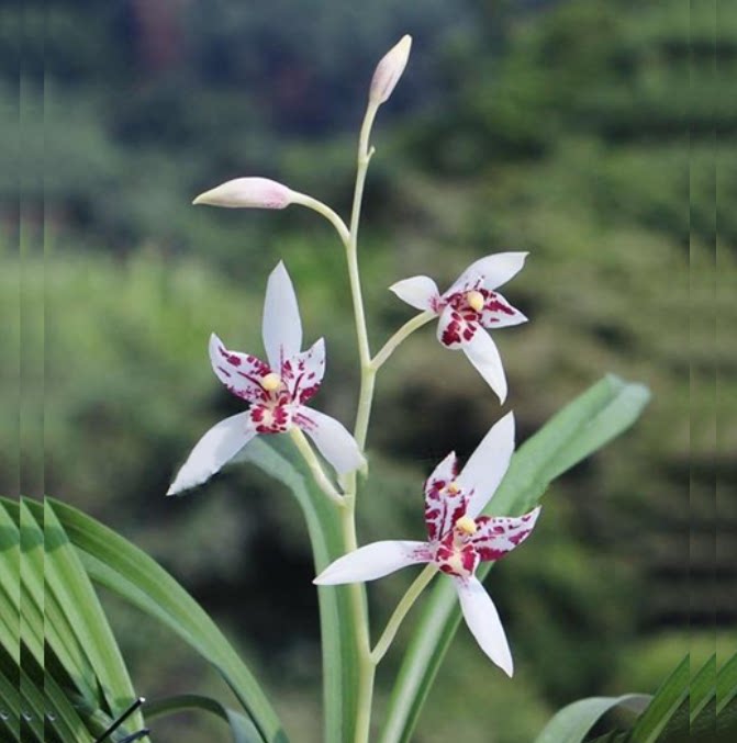 包邮当年开花老种建兰【雪舞红尘】兰花苗阳台浓香花卉绿植盆栽