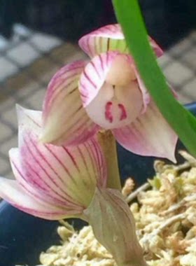 包邮当年开花自然老种春兰【姜氏荷】兰花苗阳台浓香花卉绿植盆栽