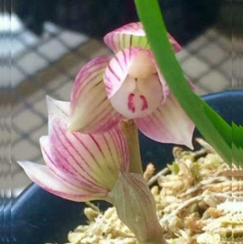 包邮当年开花自然老种春兰【姜氏荷】兰花苗阳台浓香花卉绿植盆栽