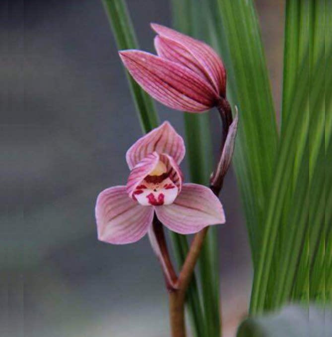 包邮当年开花老种莲瓣兰【板园红荷】兰花苗阳台浓香花卉绿植盆栽