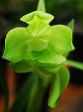 包邮当年开花自然老种春剑【雨露】兰花苗阳台浓香花卉绿植盆栽