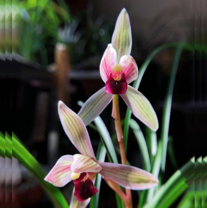 包邮当年开花老种莲瓣兰【丽江红】兰花苗阳台浓香花卉绿植盆栽
