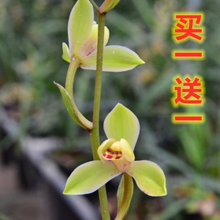 包邮当年开花老种建兰【中华水仙】兰花苗阳台浓香花卉绿植盆栽