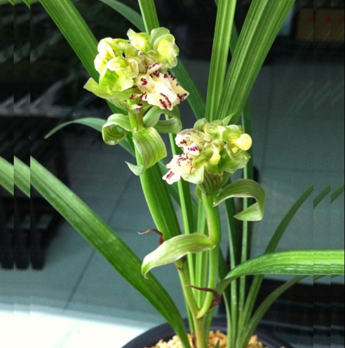 包邮当年开花老种春剑【蒙顶奇珍】兰花苗阳台浓香花卉绿植盆栽