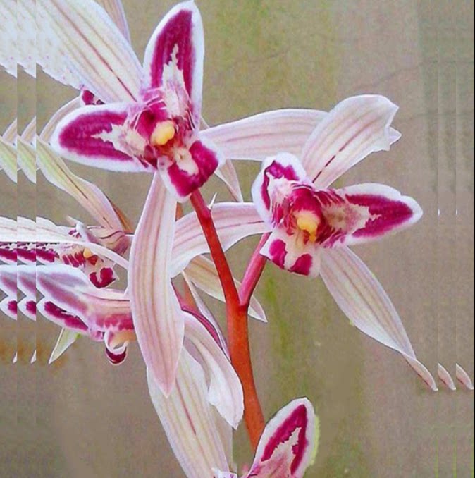 包邮当年开花自然老种莲瓣兰【玉兔】兰花苗阳台浓香花卉绿植盆栽