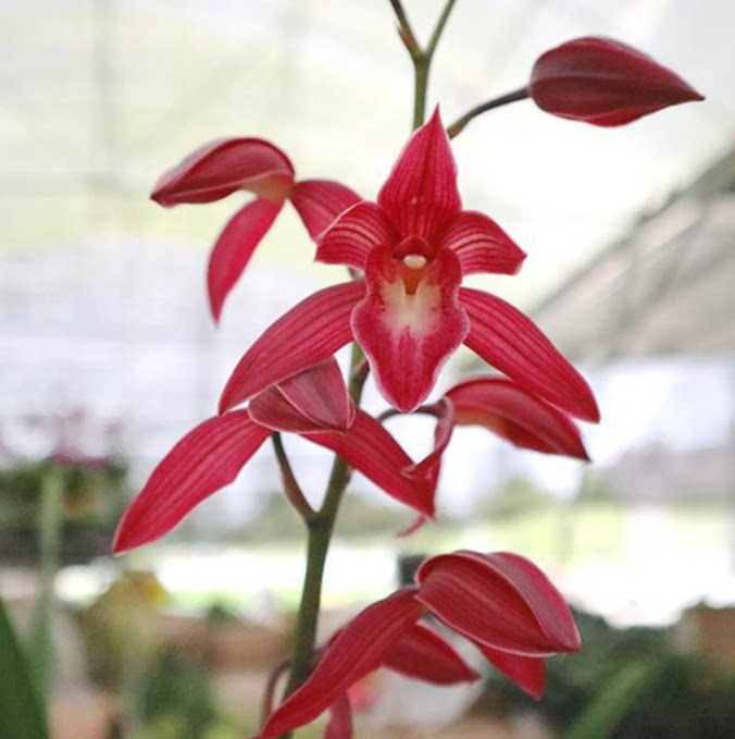 包邮当年开花老种建兰【紫霞仙女】兰花苗阳台浓香花卉绿植盆栽