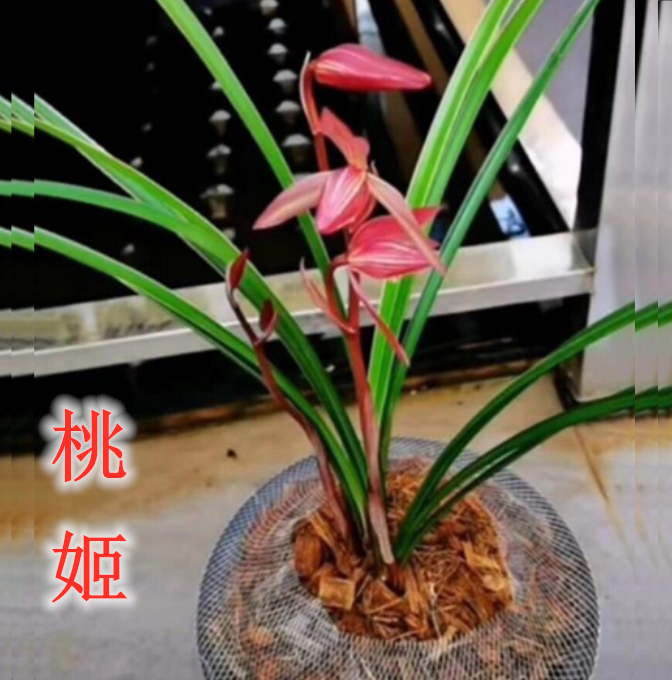 包邮当年开花自然老种莲瓣兰【桃姬】兰花苗阳台浓香花卉绿植盆栽