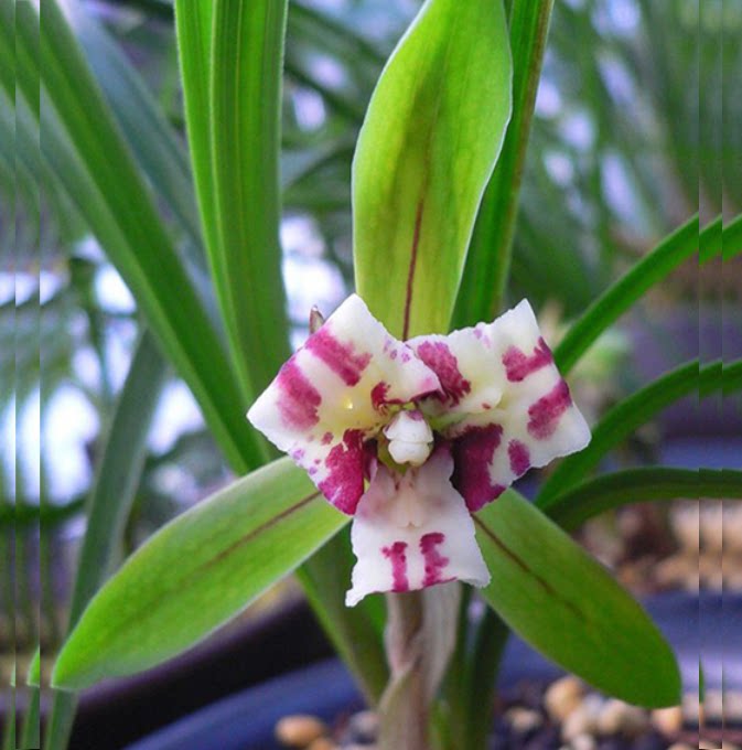 包邮当年开花自然老种春兰【大元宝】兰花苗阳台浓香花卉绿植盆栽