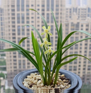 包邮当年开花老种建兰【大唐宫粉】兰花苗阳台浓香花卉绿植盆栽
