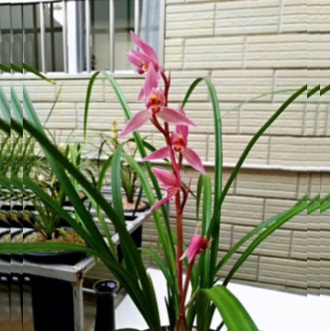 包邮当年开花老种莲瓣兰【女儿红】兰花苗阳台浓香花卉绿植盆栽