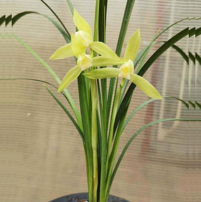 包邮当年开花老种春剑【宫廷银杆素】兰花苗阳台浓香花卉绿植盆栽
