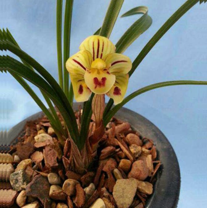 包邮当年开花老种春兰【凤荷巧蝶】兰花苗阳台浓香花卉绿植盆栽