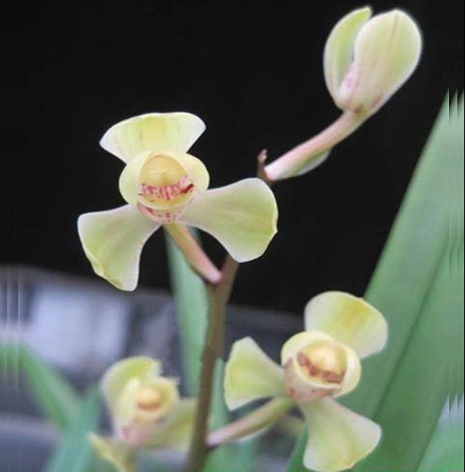 包邮当年开花自然老种建兰【黄光登】兰花苗阳台浓香花卉绿植盆栽