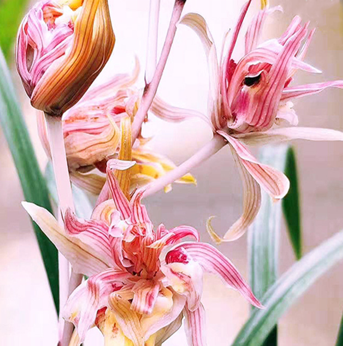 包邮当年开花自然老种寒兰【金凤】兰花苗阳台浓香花卉绿植盆栽