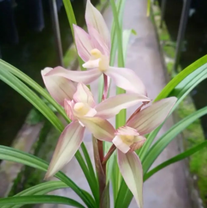 包邮当年开花老种春剑【雨过天晴】兰花苗阳台浓香花卉绿植盆栽