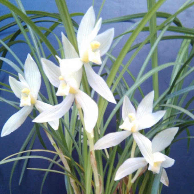 包邮当年开花老种莲瓣兰【白天鹅】兰花苗阳台浓香花卉绿植盆栽