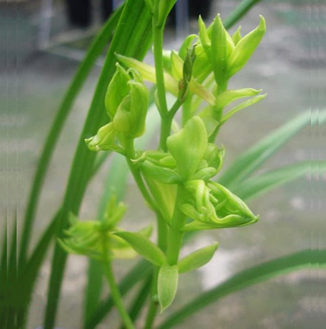 包邮当年开花老种建兰【天山牡丹】兰花苗阳台浓香花卉绿植盆栽