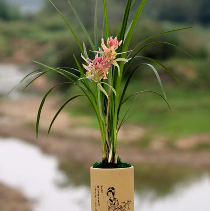 包邮当年开花老种春剑【紫玉牡丹】兰花苗阳台浓香花卉绿植盆栽