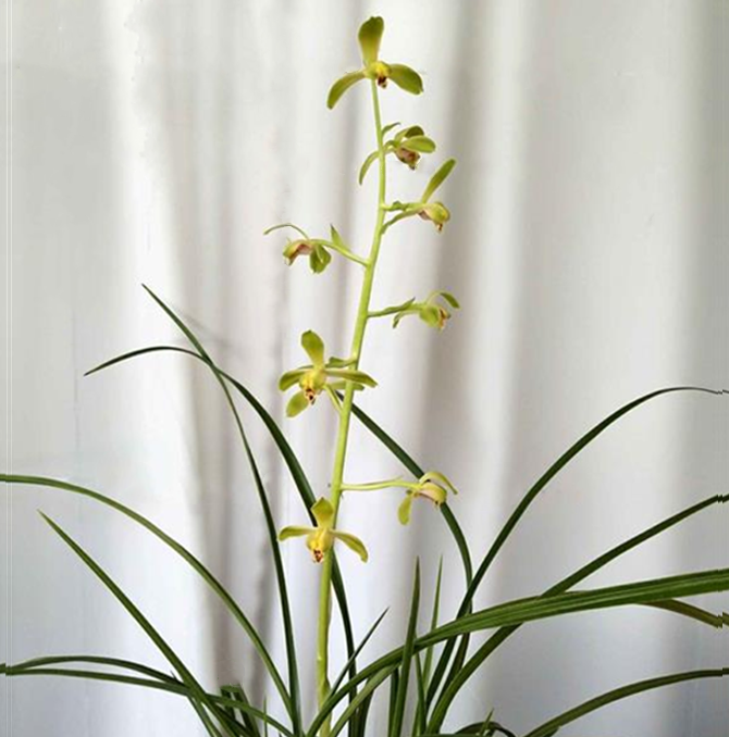 包邮当年开花自然老种蕙兰【潘绿】兰花苗阳台浓香花卉绿植盆栽