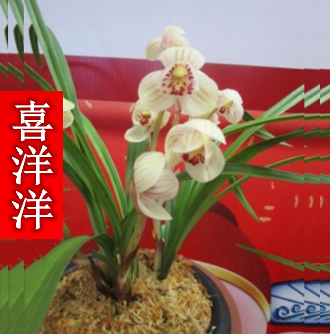 包邮当年开花老种莲瓣兰【喜洋洋】兰花苗阳台浓香花卉绿植盆栽