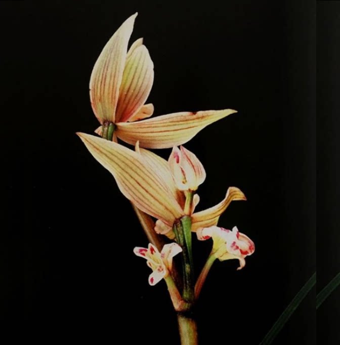 包邮当年开花老种莲瓣兰【炎黄子孙】兰花苗阳台浓香花卉绿植盆栽