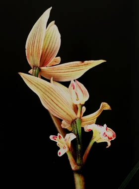 包邮当年开花老种莲瓣兰【炎黄子孙】兰花苗阳台浓香花卉绿植盆栽