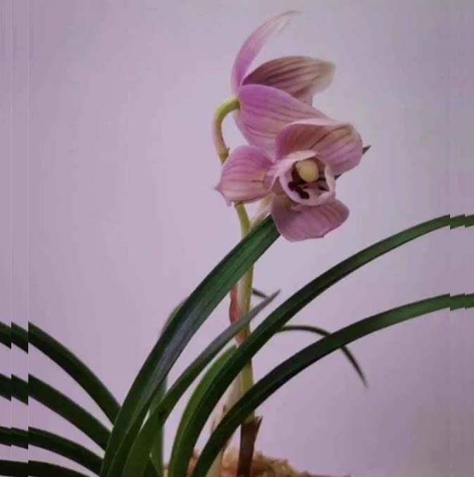 当年开花老种莲瓣兰矮种【玉鼎宏福】兰花苗阳台浓香花卉绿植盆栽