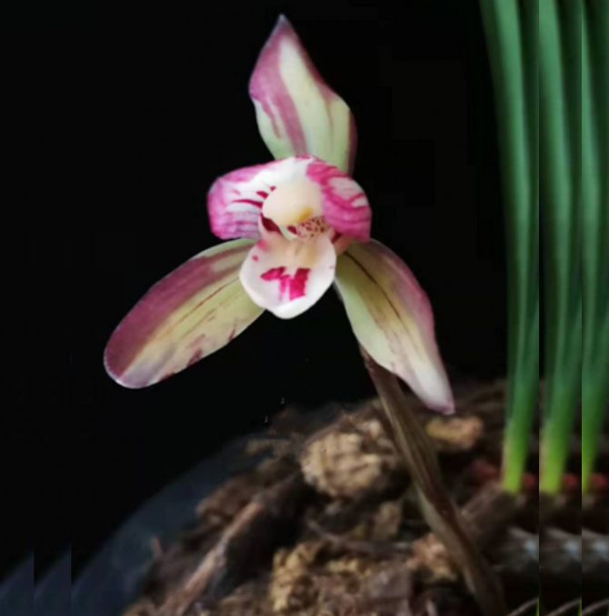 包邮当年开花自然老种春兰【洛仙】兰花苗阳台浓香花卉绿植盆栽