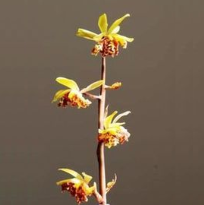 包邮当年开花老种蕙兰【东方奇蝶】兰花苗阳台浓香花卉绿植盆栽