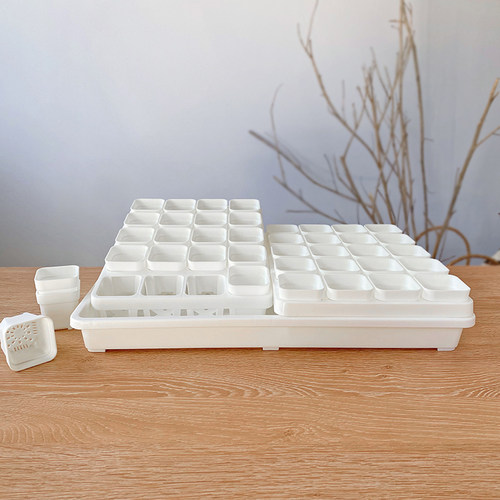 5口特厚矮盆景天小苗盆