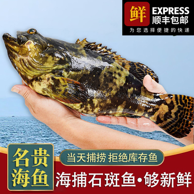 新鲜石斑鱼肉质细嫩多汁