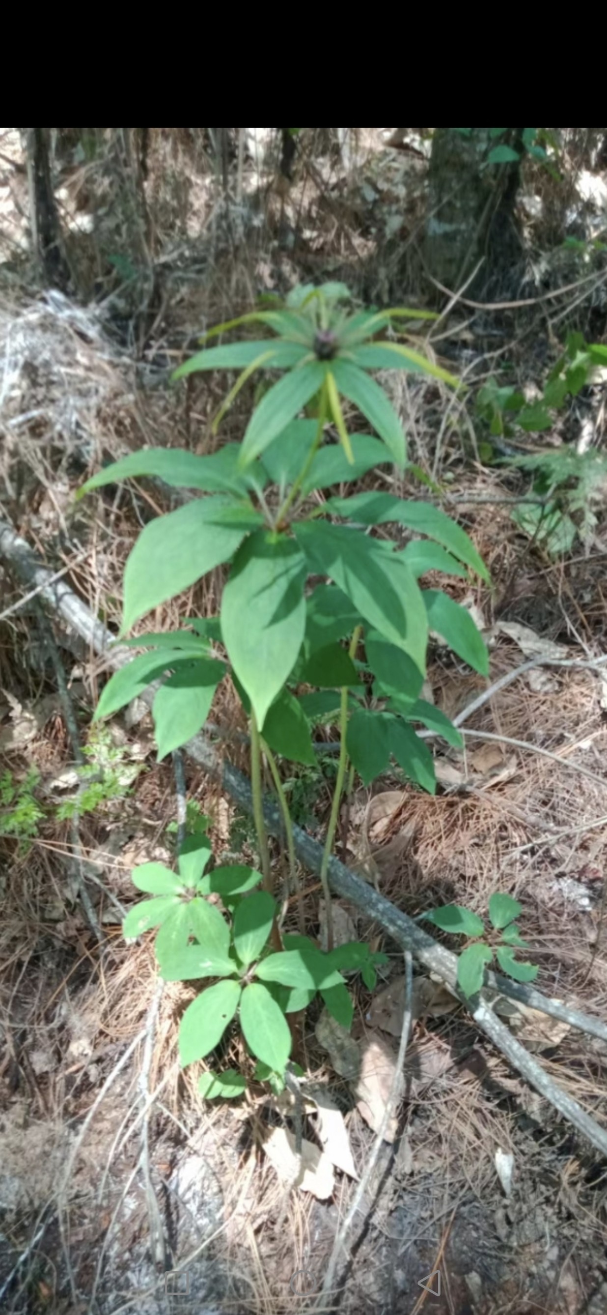 云南滇重楼中药材生野七叶一枝花蚤休草河车独脚莲