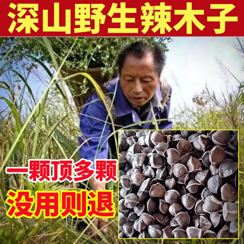 辣木籽深山纯野生辣木籽纯天然中药材正宗辣木籽自然生长木子大果