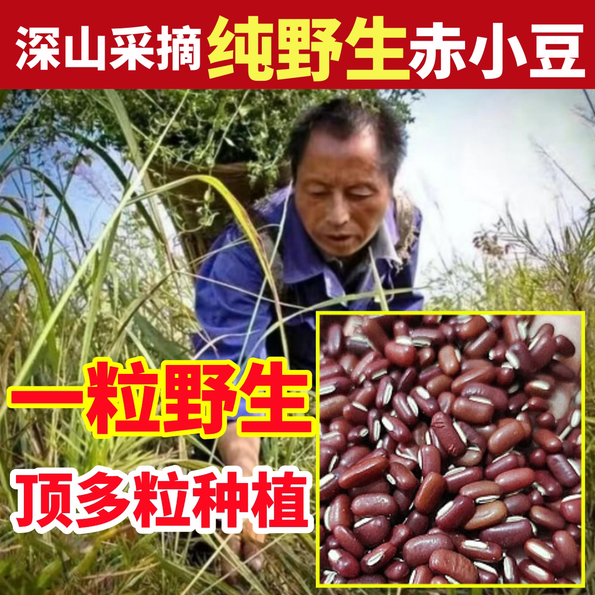 赤小豆深山纯野生赤小豆纯天然中药材新货芡实薏米仁茯苓红豆煮水