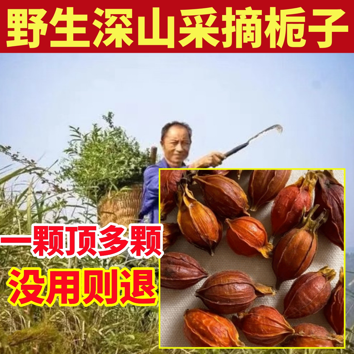 深山纯野生黄栀子纯天然无硫山桅子花干栀子果茶香料正品黄栀子果