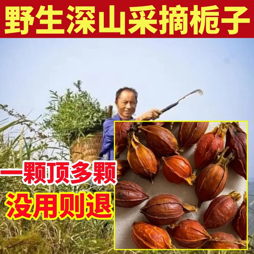 深山纯野生黄栀子天然无硫山栀子