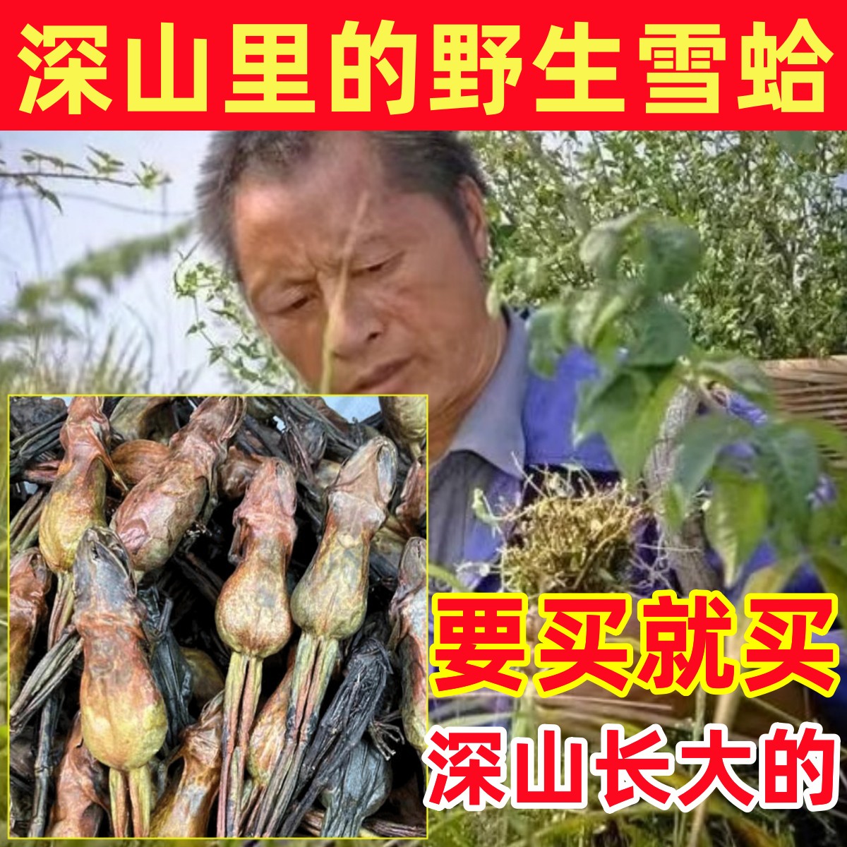 雪蛤深山野生雪蛤干纯天然整只林蛙蛤蟆旗舰店新鲜干货东北林蛙油
