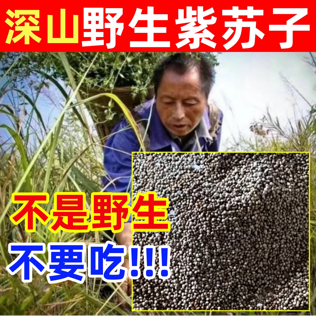 紫苏籽深山纯野生紫苏子纯天然生长中药材炒熟苏子种子正品酸枣仁