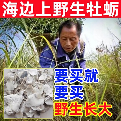 牡蛎纯野生牡蛎纯天然中药材深海煅牡蛎桂枝龙骨汤柴胡生蚝壳粉长
