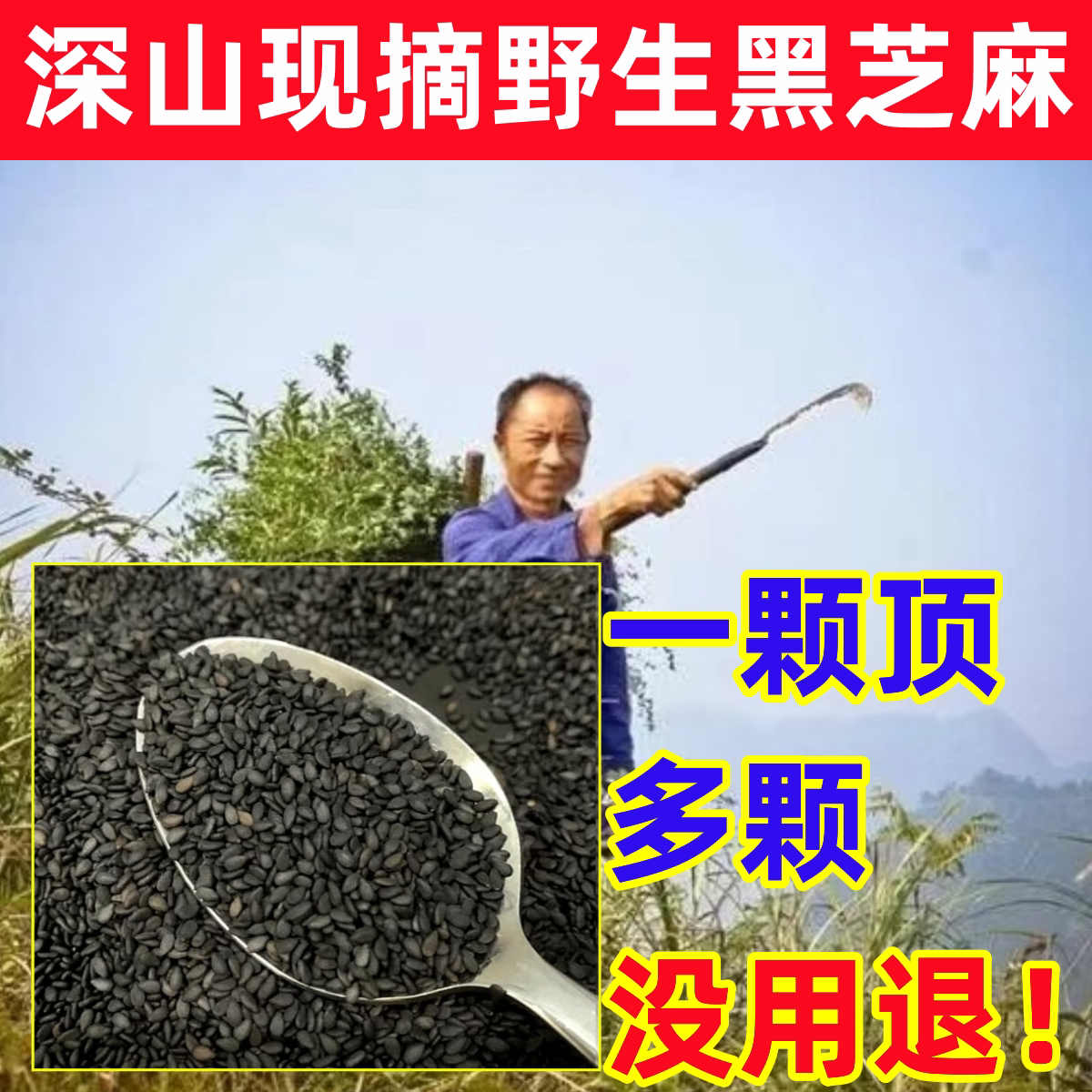 黑芝麻深山纯野生黑芝麻纯天然中药材炒熟即食新货无沙免洗无染色