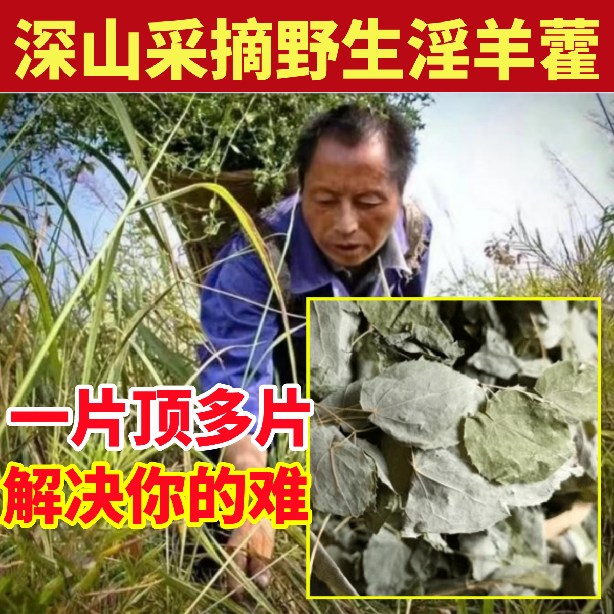 深山纯野生淫羊藿叶纯天然中药材泡水泡酒肉苁蓉锁阳仙灵脾淫羊藿
