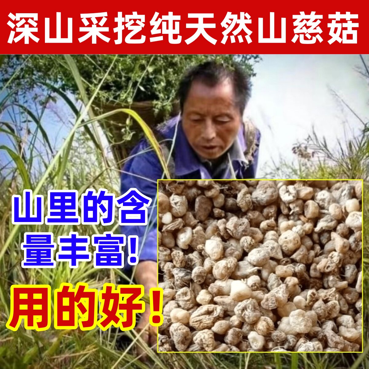 山慈菇深山纯野生山慈菇纯天然中药材正品云南新货毛慈菇个茅慈菇