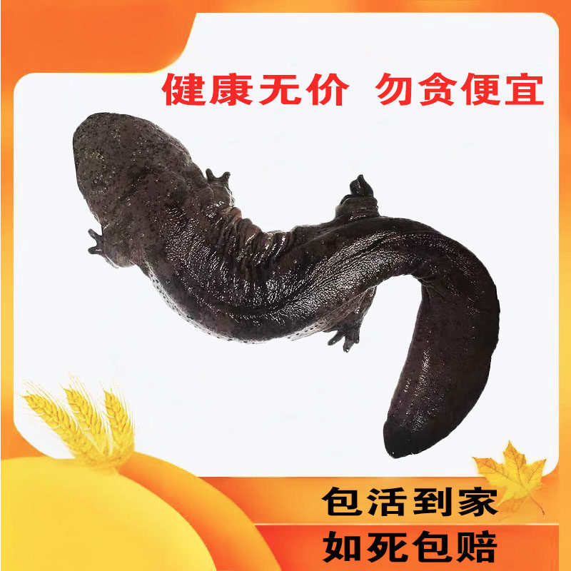 10斤一条娃娃鱼鲜活大鲵活体生特许养殖水产